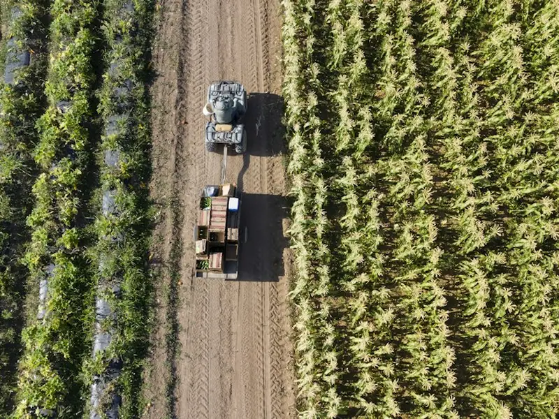 Vista aérea de un tractor entre hileras de cultivo